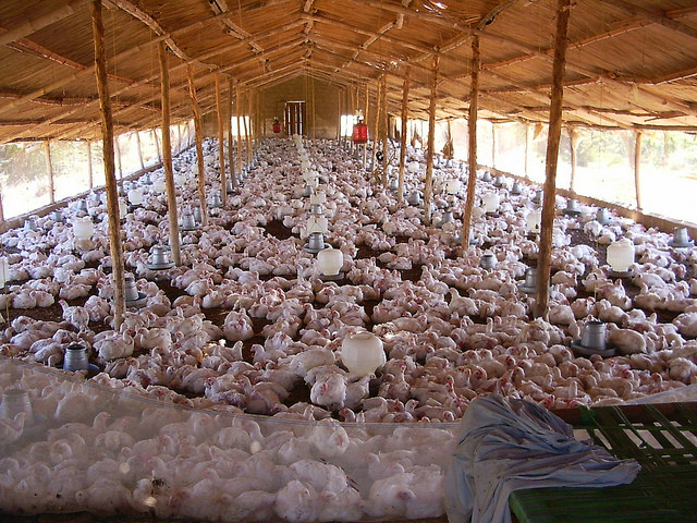 Tavuk Çiftliği Nasıl Kurulur Maliyeti Nedir
